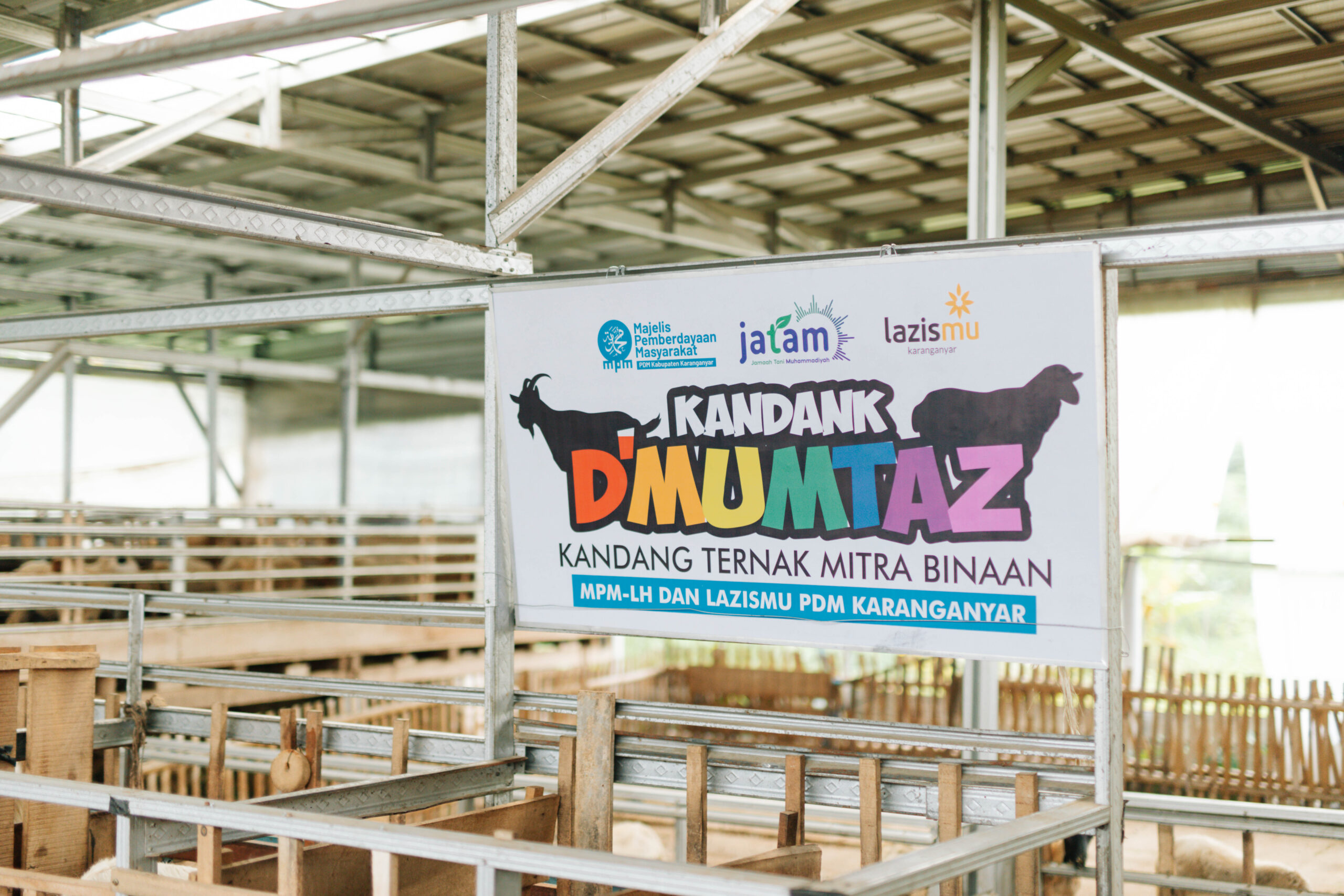 ZAKAT PRODUKTIF: BPR SYARIAH HIKMAH KHAZANAH, LAZISMU DAN MPM WUJUDKAN PETERNAKAN DOMBA UNGGUL
